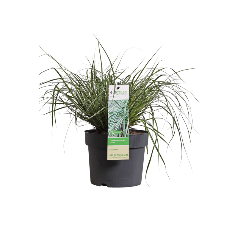 Carex oshimensis 'Everest'