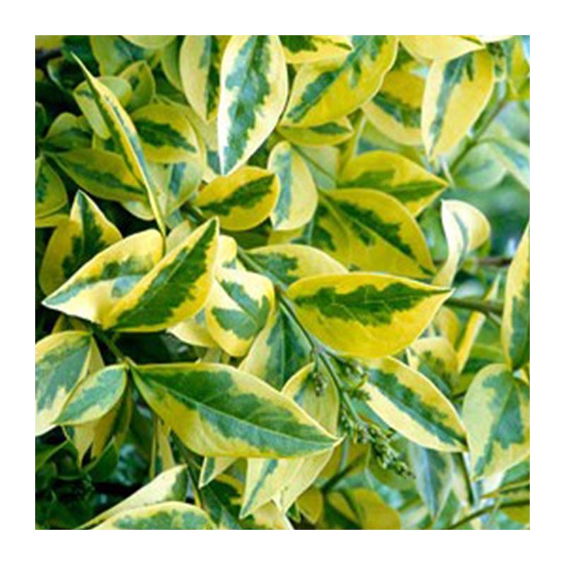 Ligustrum Aureum - haag