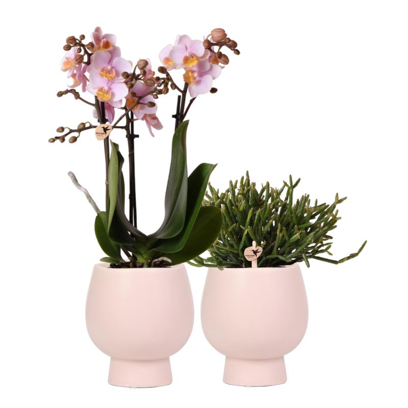 Planten duo Scandinavisch roze