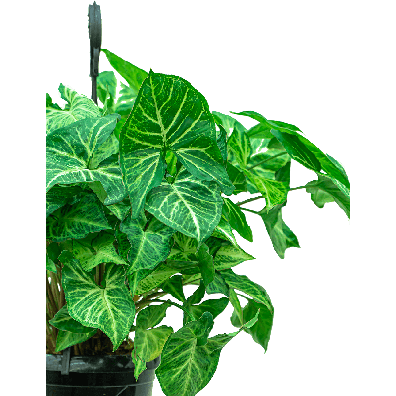 Syngonium Podophyllum