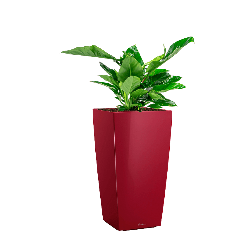 Philodendron Imperial Green in watergevende Cubico rood