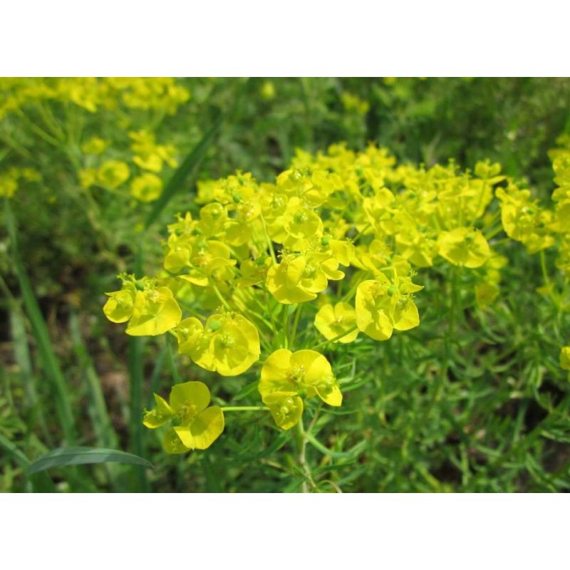 Euphorbia cyparissias