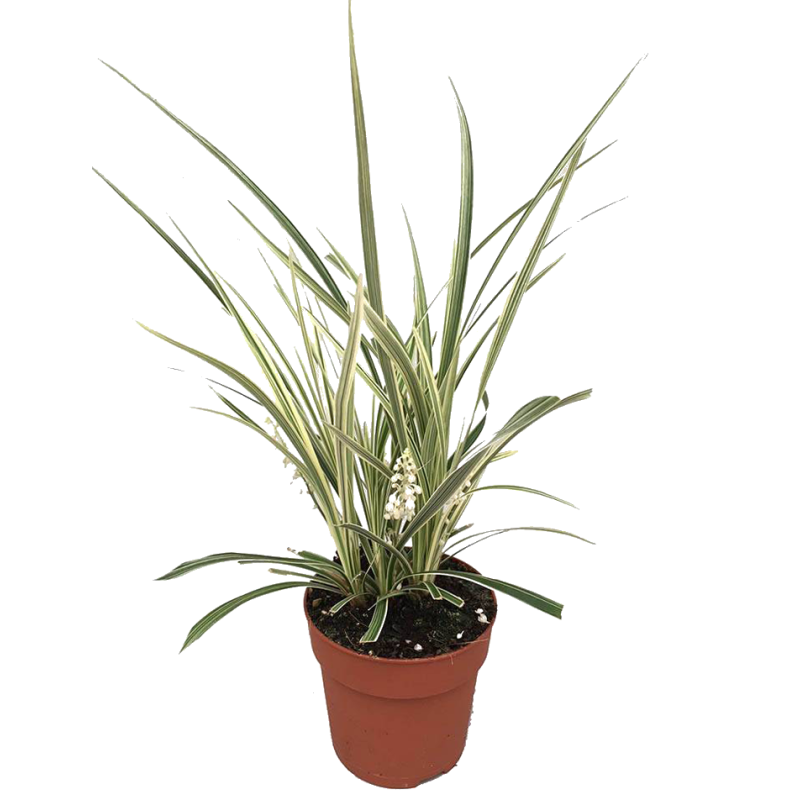 Ophiopogon 'Albo-Variegata'