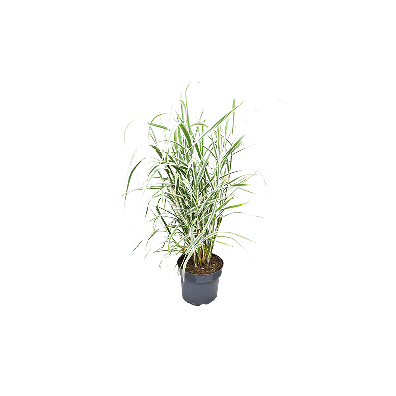 Arundo donax 'Versicolor'