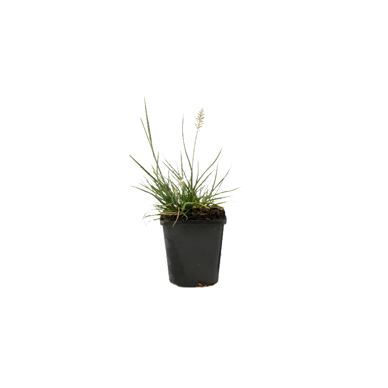 Pennisetum alopecuroides 'Little Honey'