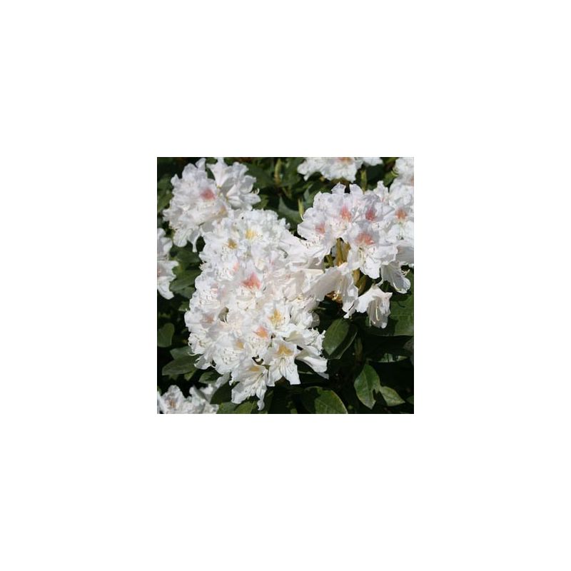 Rhododendron 'Cunningham's White'