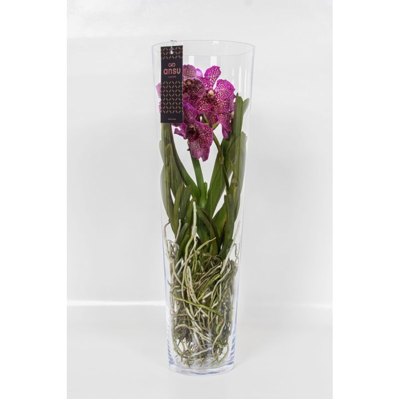 Vanda Orchidee rood in vaas
