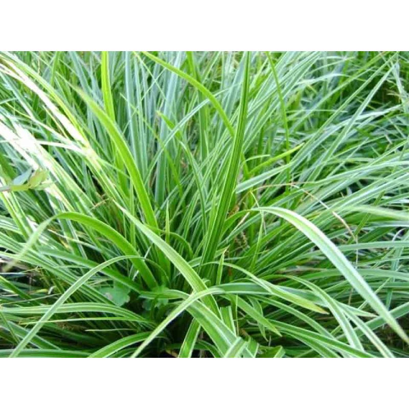 Carex morrowii 'Ice Dance'
