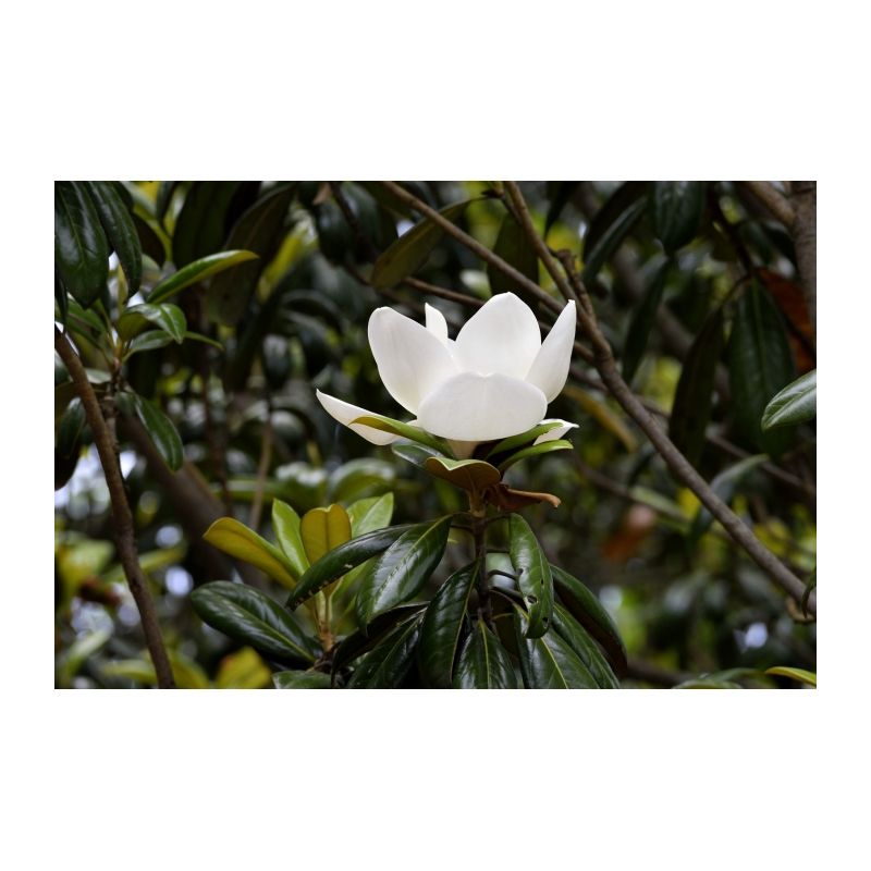Magnolia Grandiflora - vierkant dak