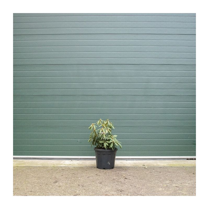 Rhododendron 'Roseum Elegans'