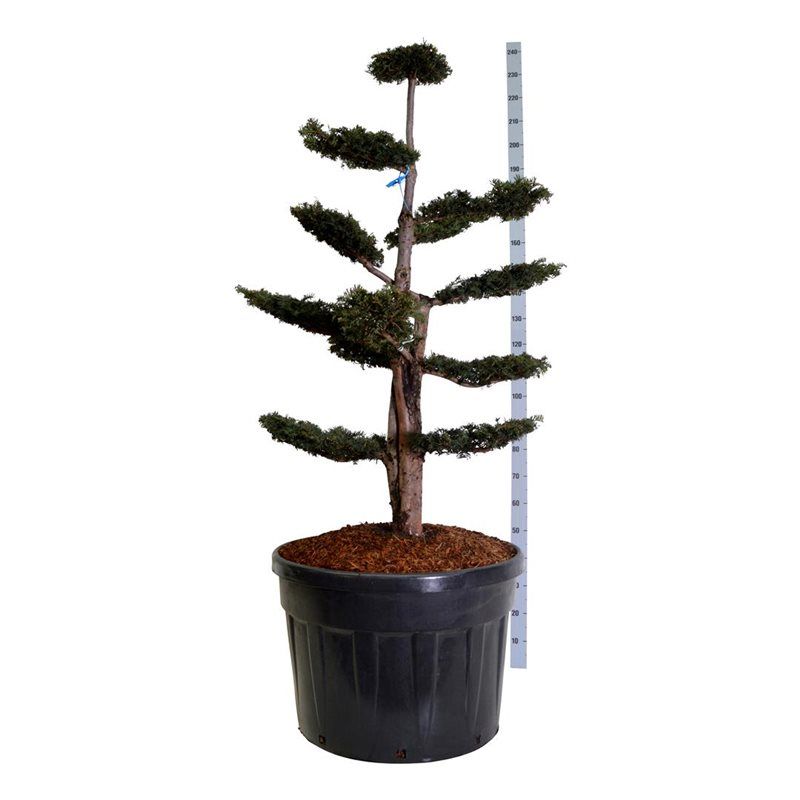 Taxus baccata 'Dovastoniana' - bonsai