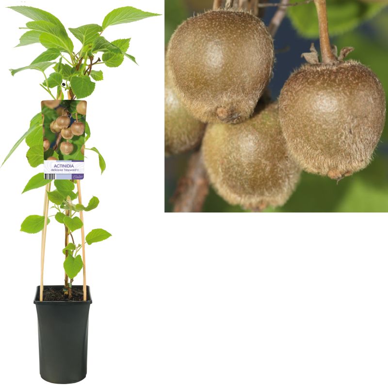 Actinidia deliciosa 'Hayward' (vrouwelijk)