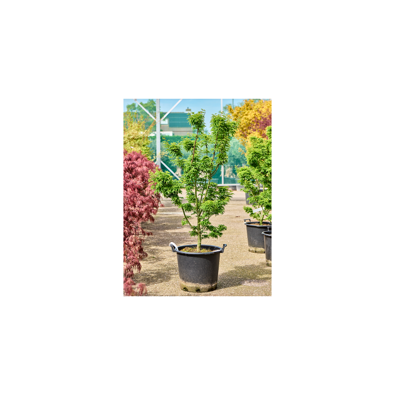 Acer Shishigashira