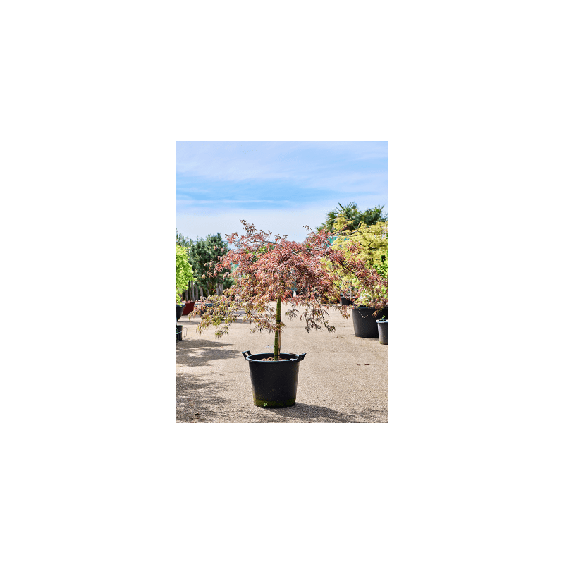 Acer Tamukeyama