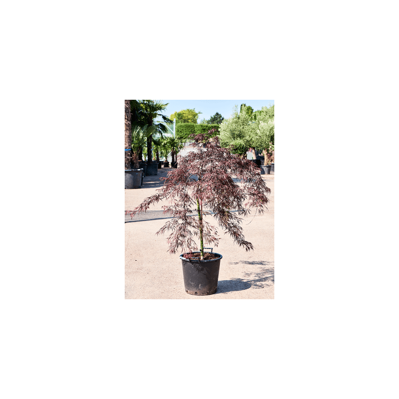Acer Tamukeyama
