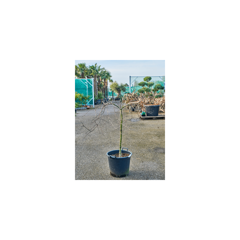 Acer Tamukeyama