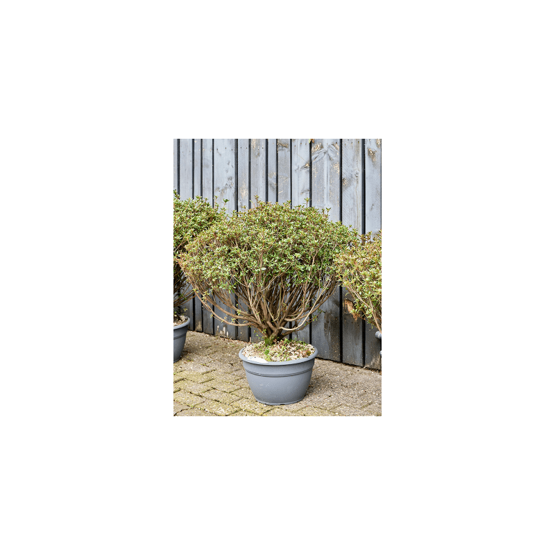 Rhododendron Aladin Scout- bonsai