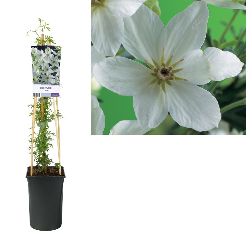 Clematis Joe