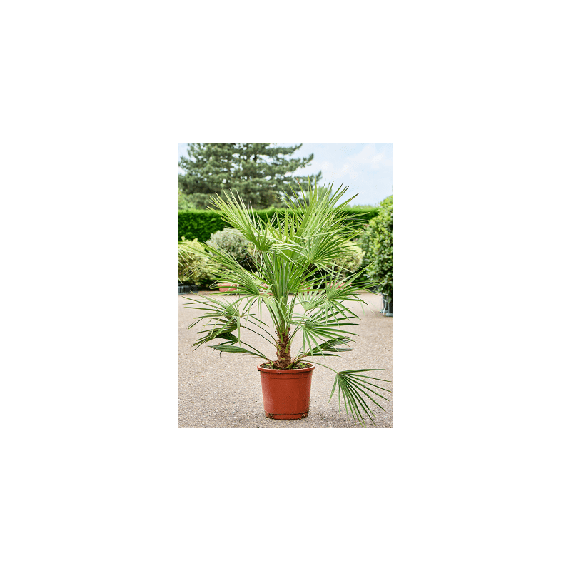 Chamaerops Humilis 