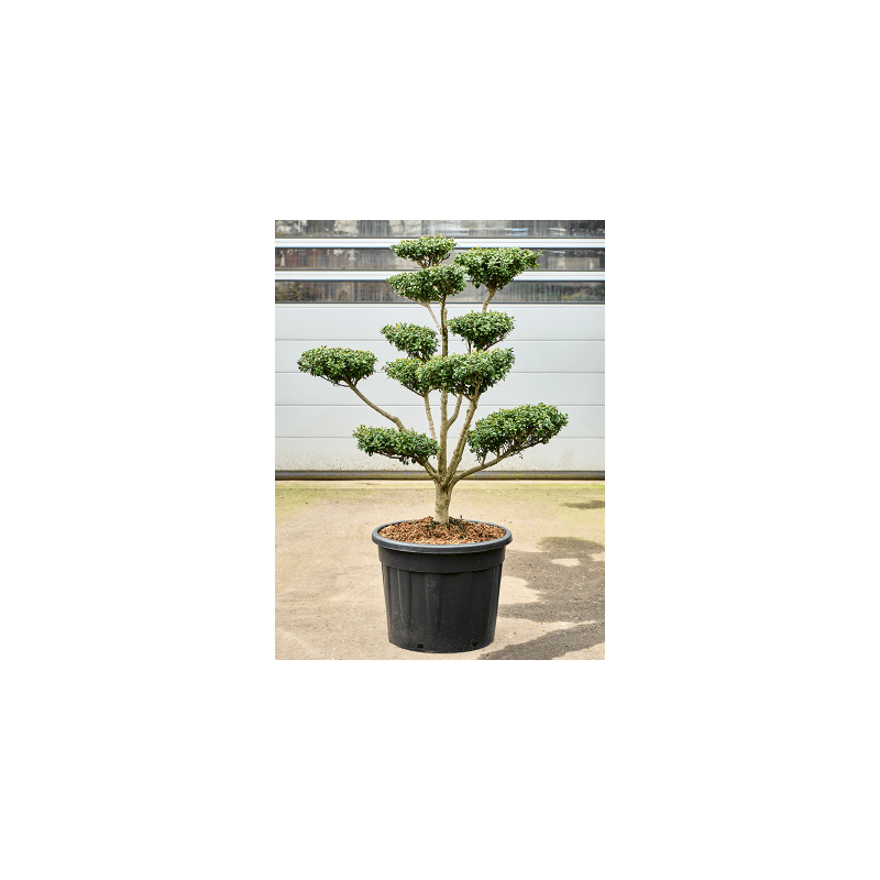 Ile crenata 'Green Lustre'