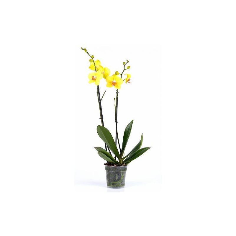 Phalaenopsis geel