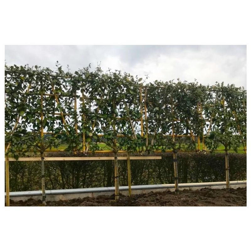 Prunus Lusitanica - leiboom