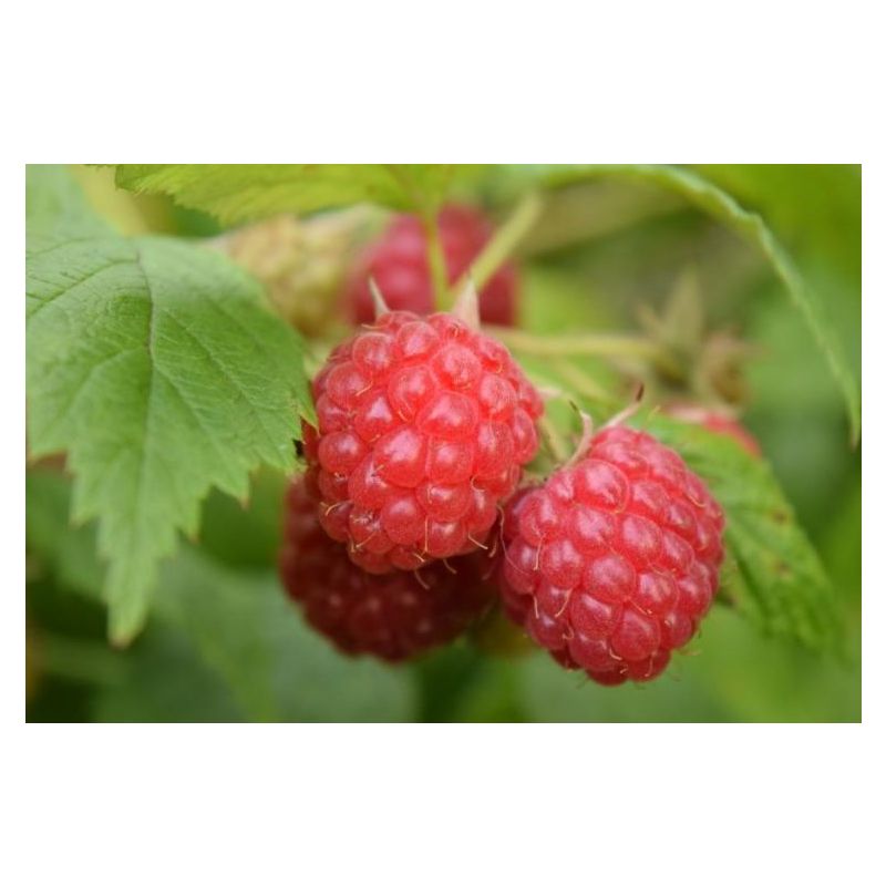 Rubus idaeus Willamette