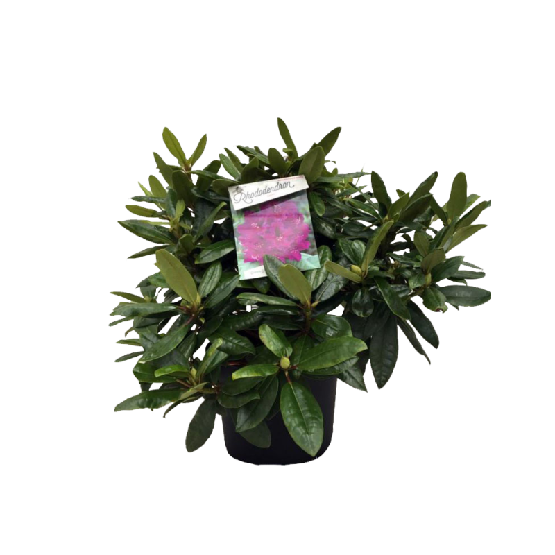 Rhododendron 'Azurro'