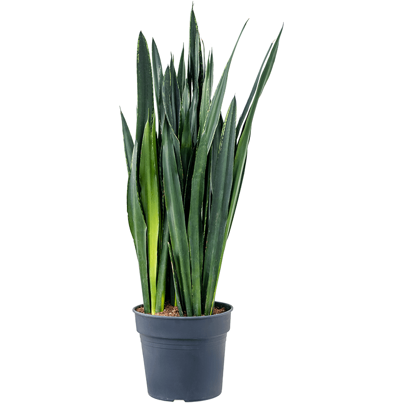 Sansevieria Black Tiger