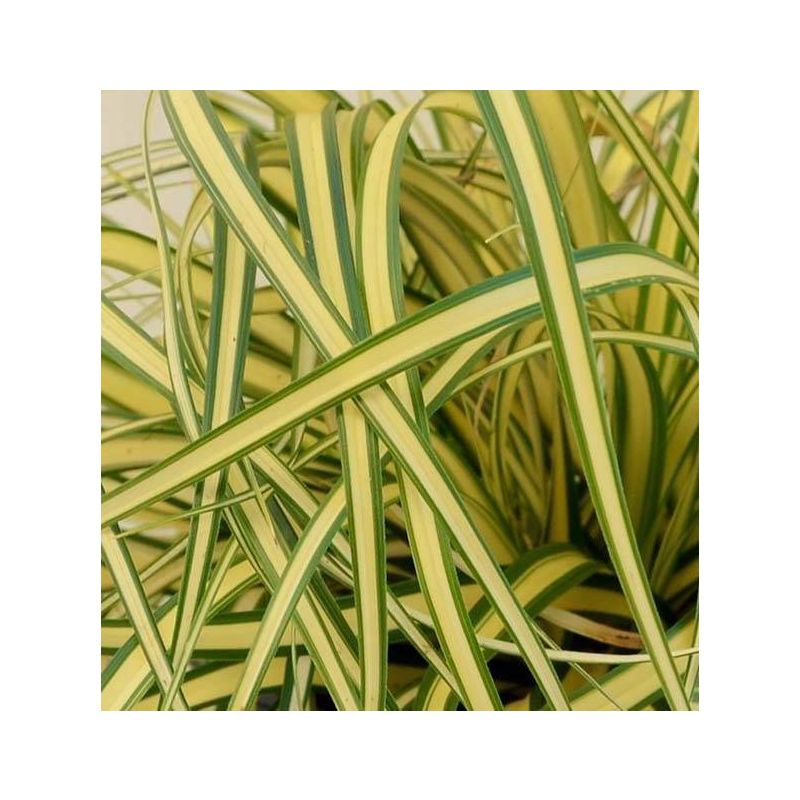Carex oshimensis 'Evergold'