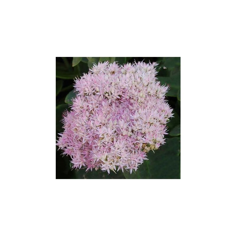 Sedum 'Crystal Pink'