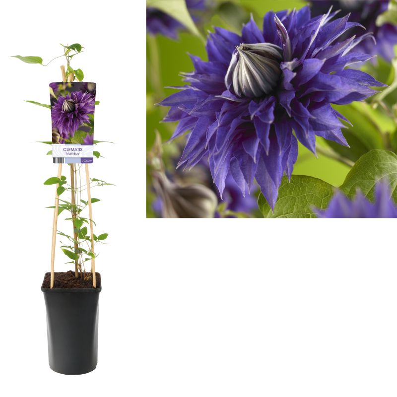 Clematis patens 'Multi Blue'