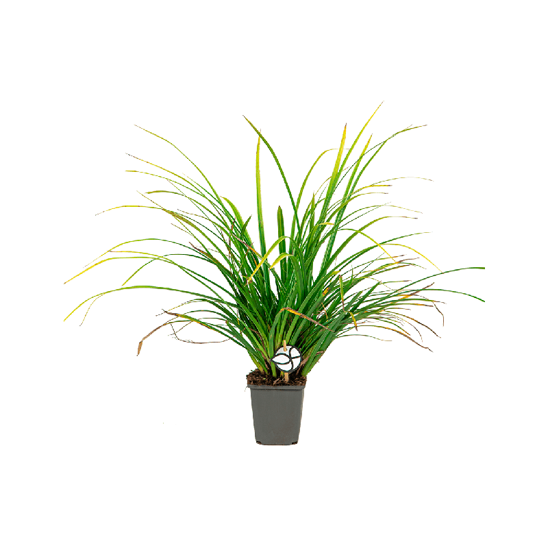 Carex morrowii 'Variegata'