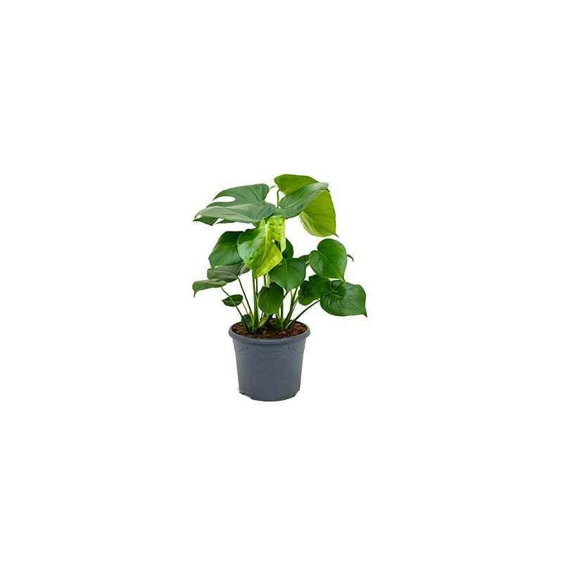 Monstera Deliciosa
