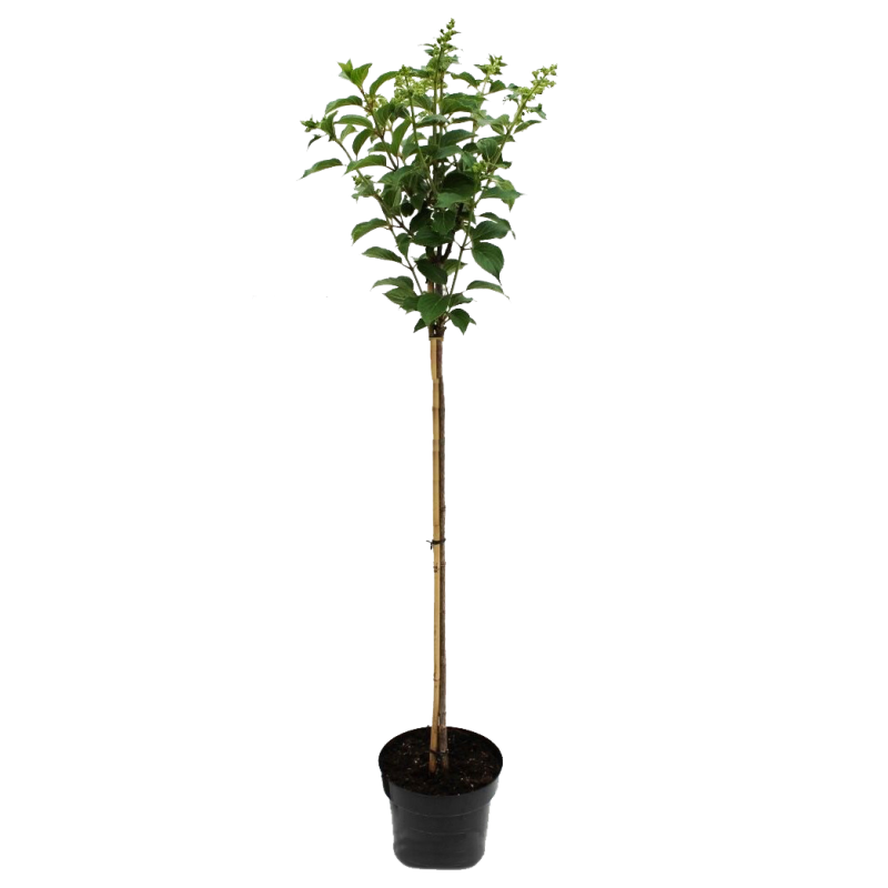 Hydrangea paniculata 'Vanille Fraise' op stam