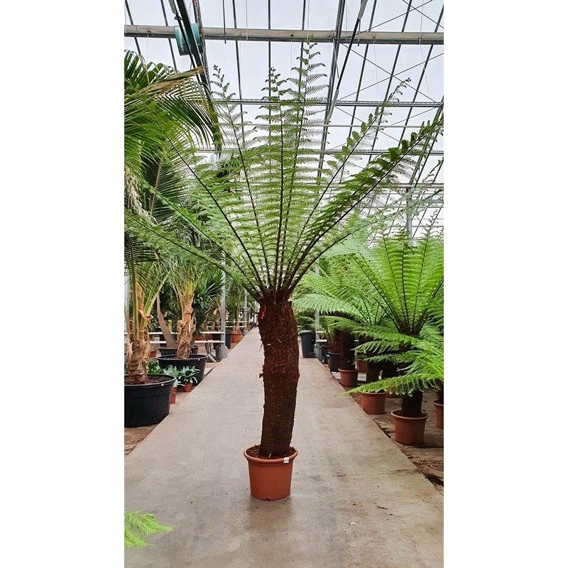 Dicksonia Antarctica