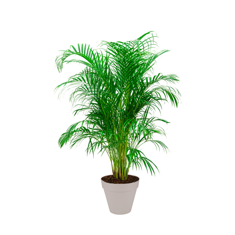 Areca Lutescens large in Urban Loft beige