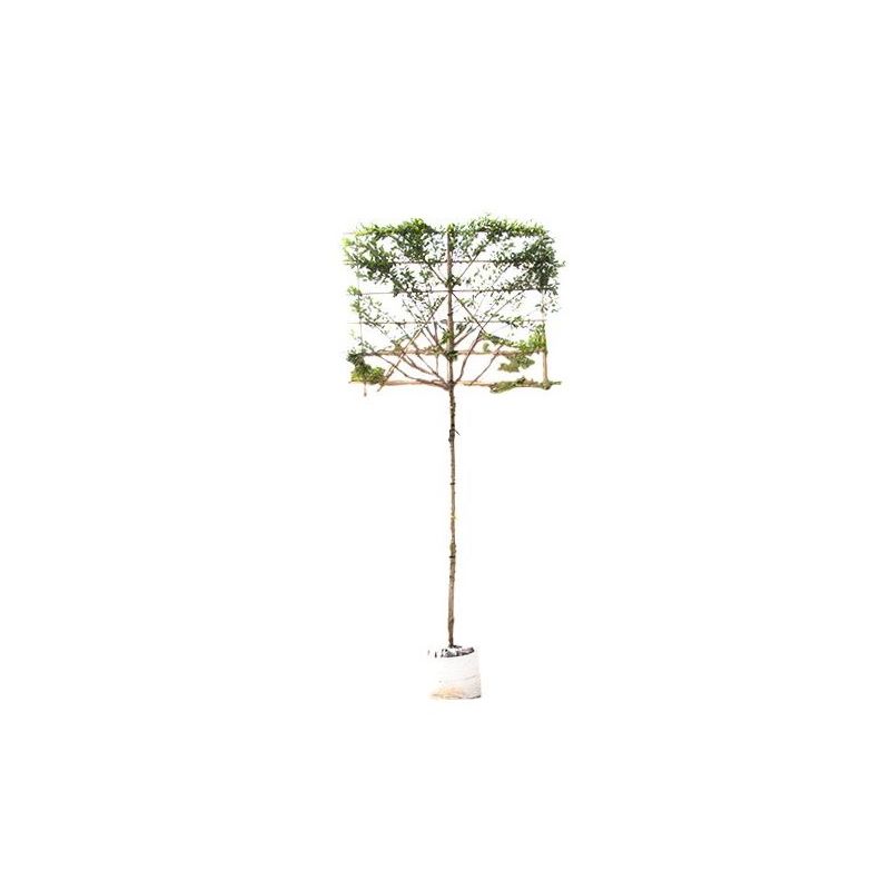 Amelanchier Lamarckii - leiboom