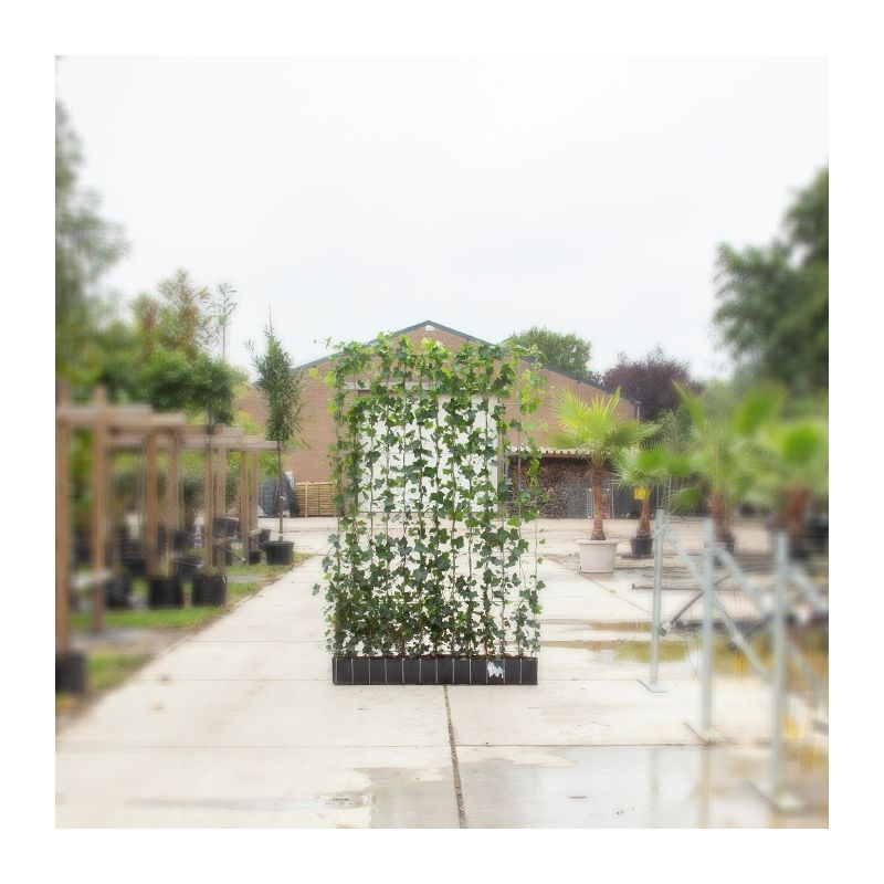 Hedera Hibernica - haagelement