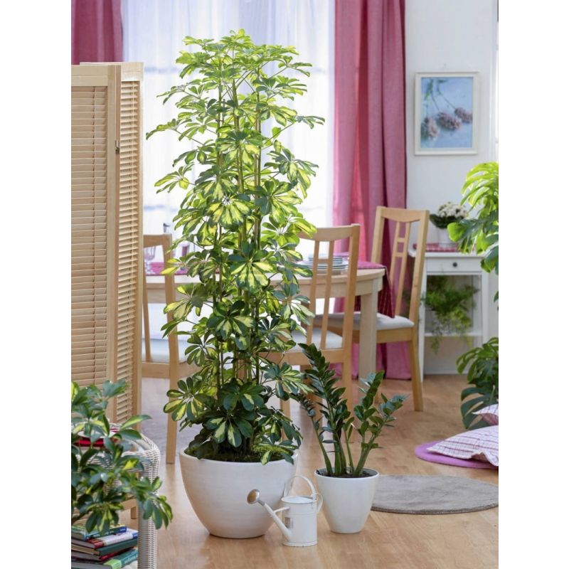 Schefflera Arboricola Gold Capella