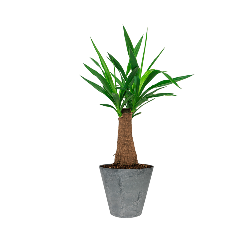 Yucca Elephantipes in Artstone Claire grijs