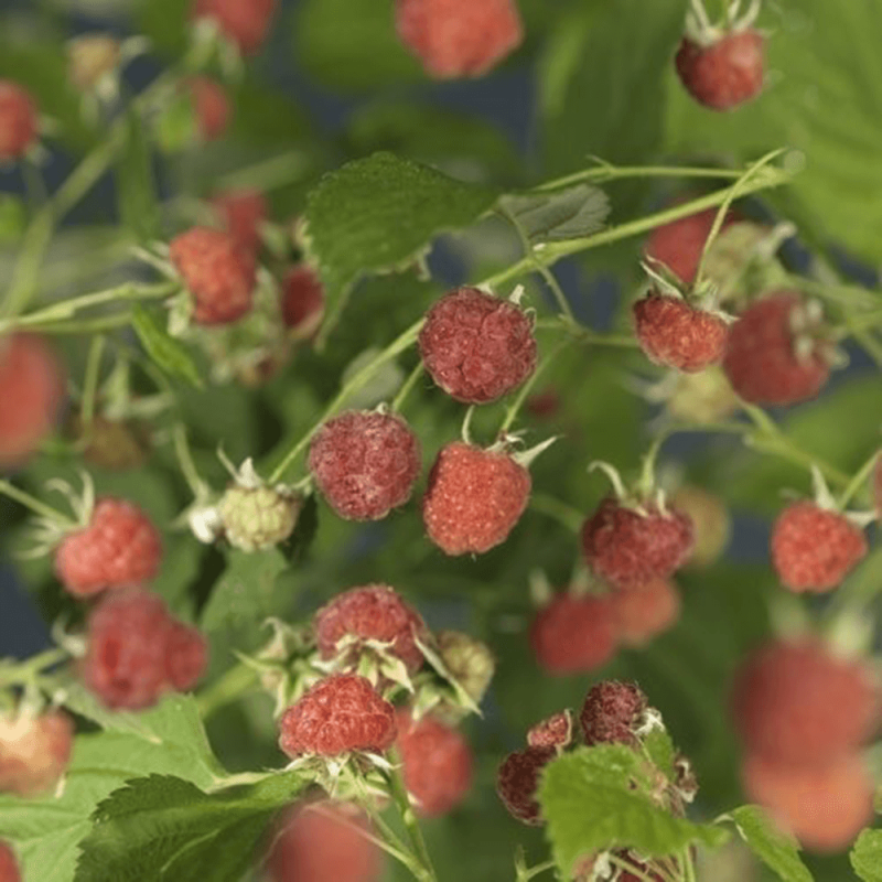 Rubus idaeus 'Malling Promise'