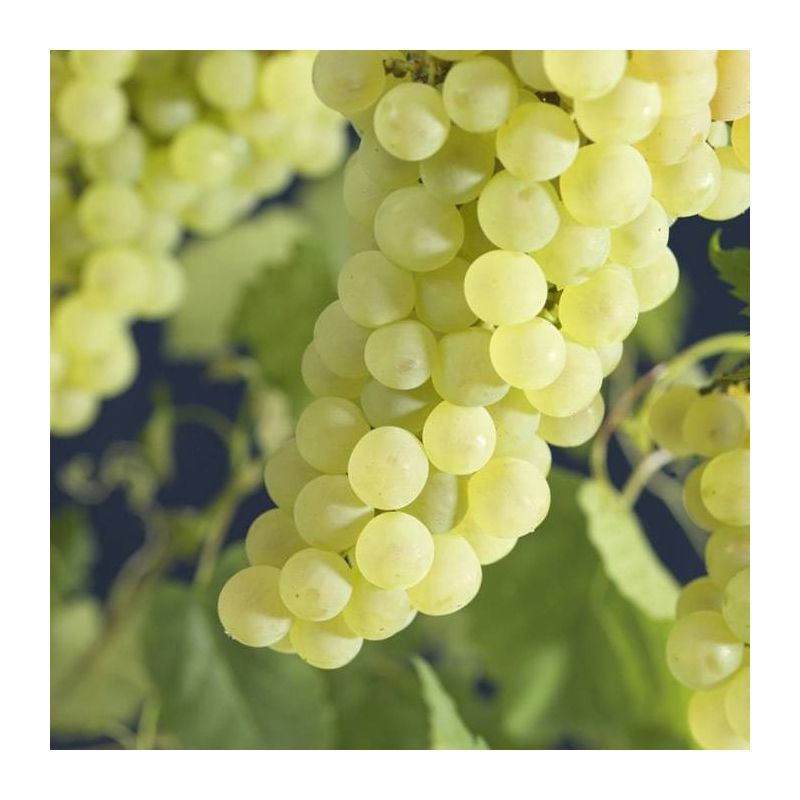 Vitis vinifera 'Solaris' Witte druif