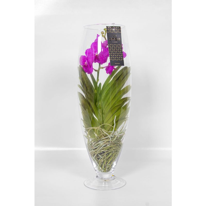 Vanda Orchidee rood in vaas Majestic