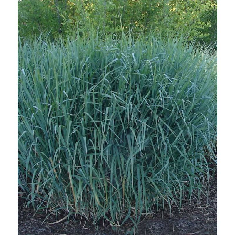 Panicum virgatum 'Dallas Blues'