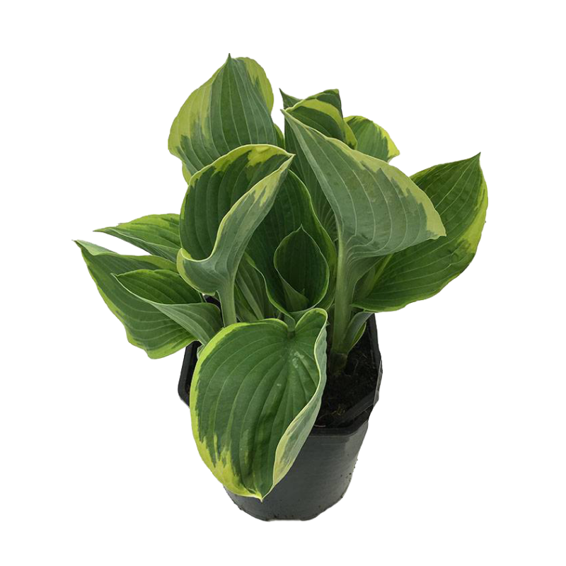 Hosta fortunei 'Aureomarginata'