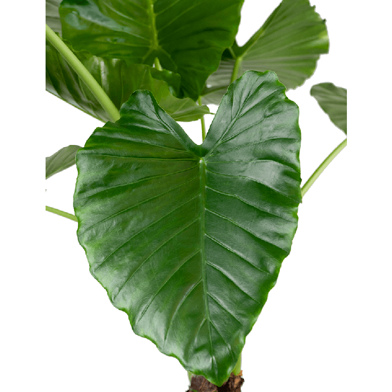 Alocasia Macrorrhiza