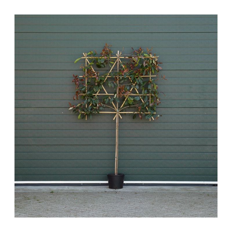 Photinia Fraseri Red Robin - leiboom