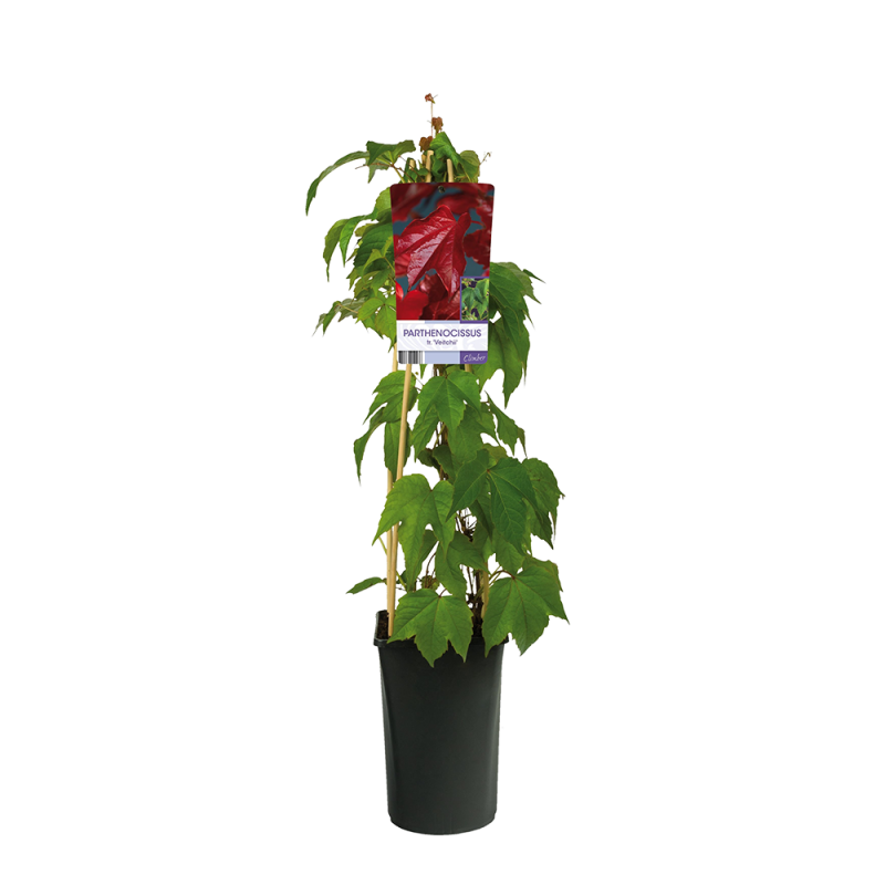 Parthenocissus tricuspidata 'Veitchii' Wilde Wingerd