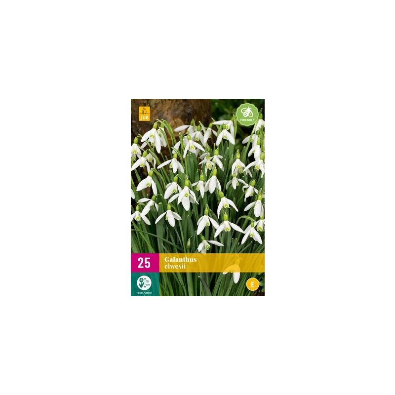 Galanthus Elwesii - 25 stuks